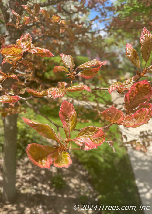 Closeup of pinkish-green leaves.