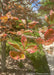 Closeup of pinkish-green leaves.