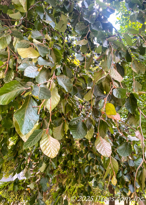 Closeup of bronze-green to purple leaves, hanging from weeping branches. 