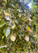 Closeup of bronze-green to purple leaves, hanging from weeping branches. 