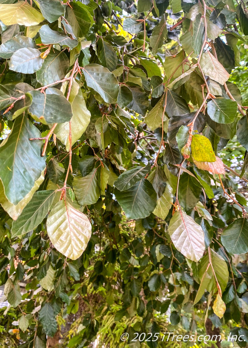 Closeup of bronze-green to purple leaves, hanging from weeping branches. 