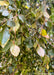 Closeup of bronze-green to purple leaves, hanging from weeping branches. 