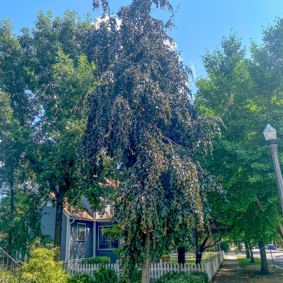 Purple Fountain Beech