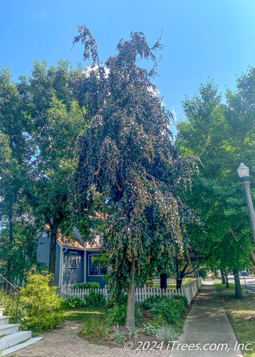 A maturing Purple Fountain Beech planted in the front landscape of a home near the front walkway and sidewalk. Seen with long weeping, narrow branching with greenish-purple leaves.