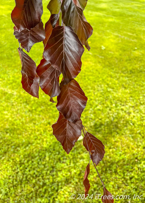 Closeup of shiny dark purple leaves.