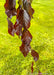 Closeup of shiny dark purple leaves.