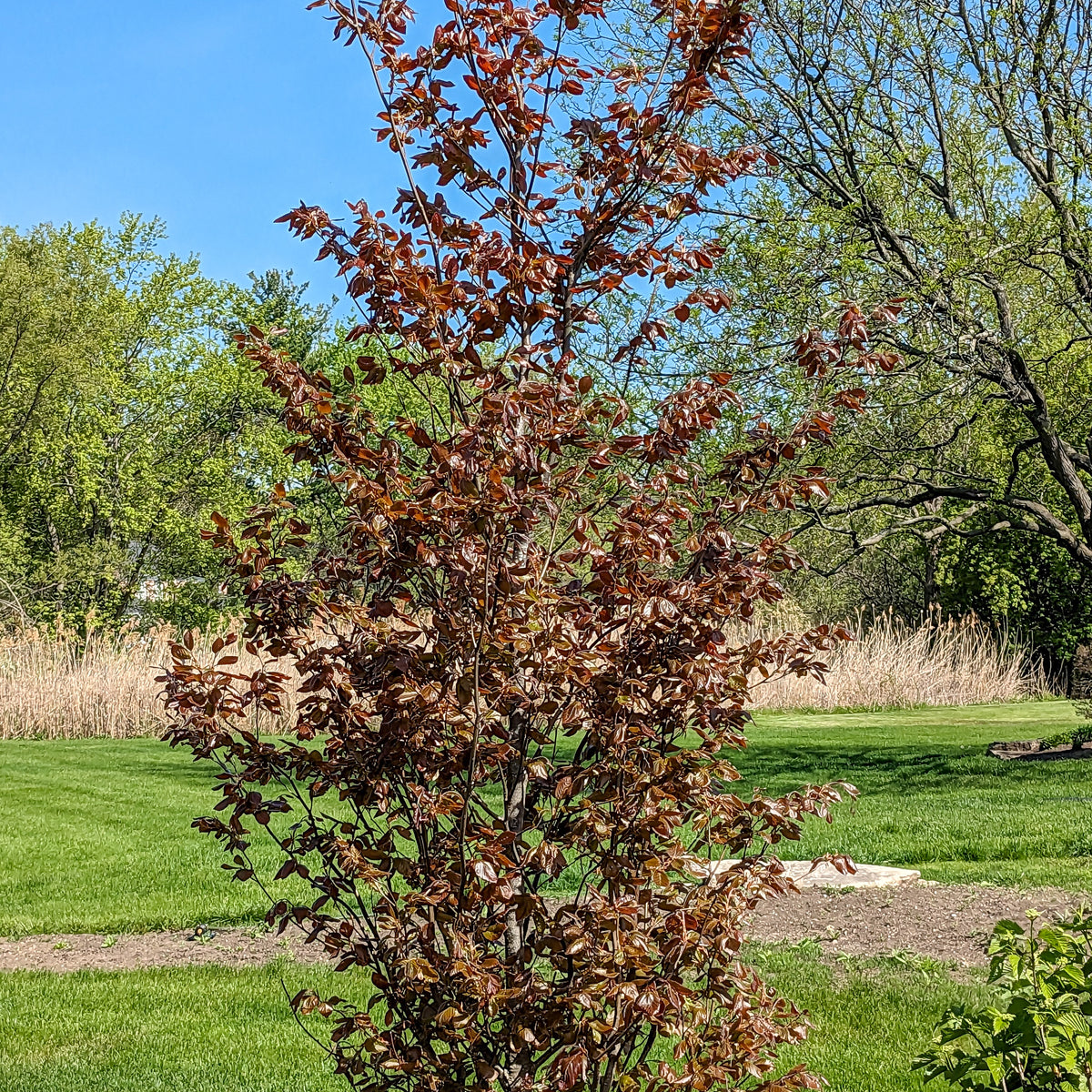 ビーチー　アーバンリバー Rivers Purple Beech