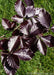 Closeup of dark shiny purple leaves.