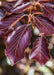 Closeup of dark purple leaves with fuzzy edges.