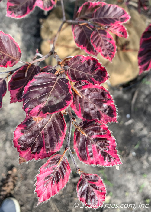 Closeup of deep purple leaves with pink almost fuzzy edges.