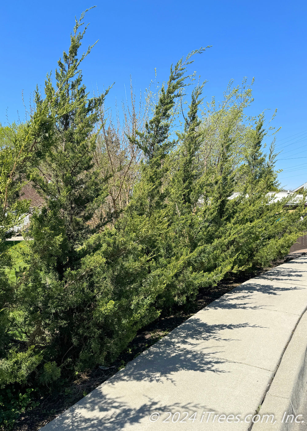 Fairview Juniper