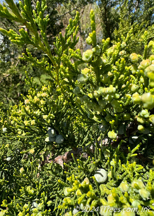 closeup of foliage