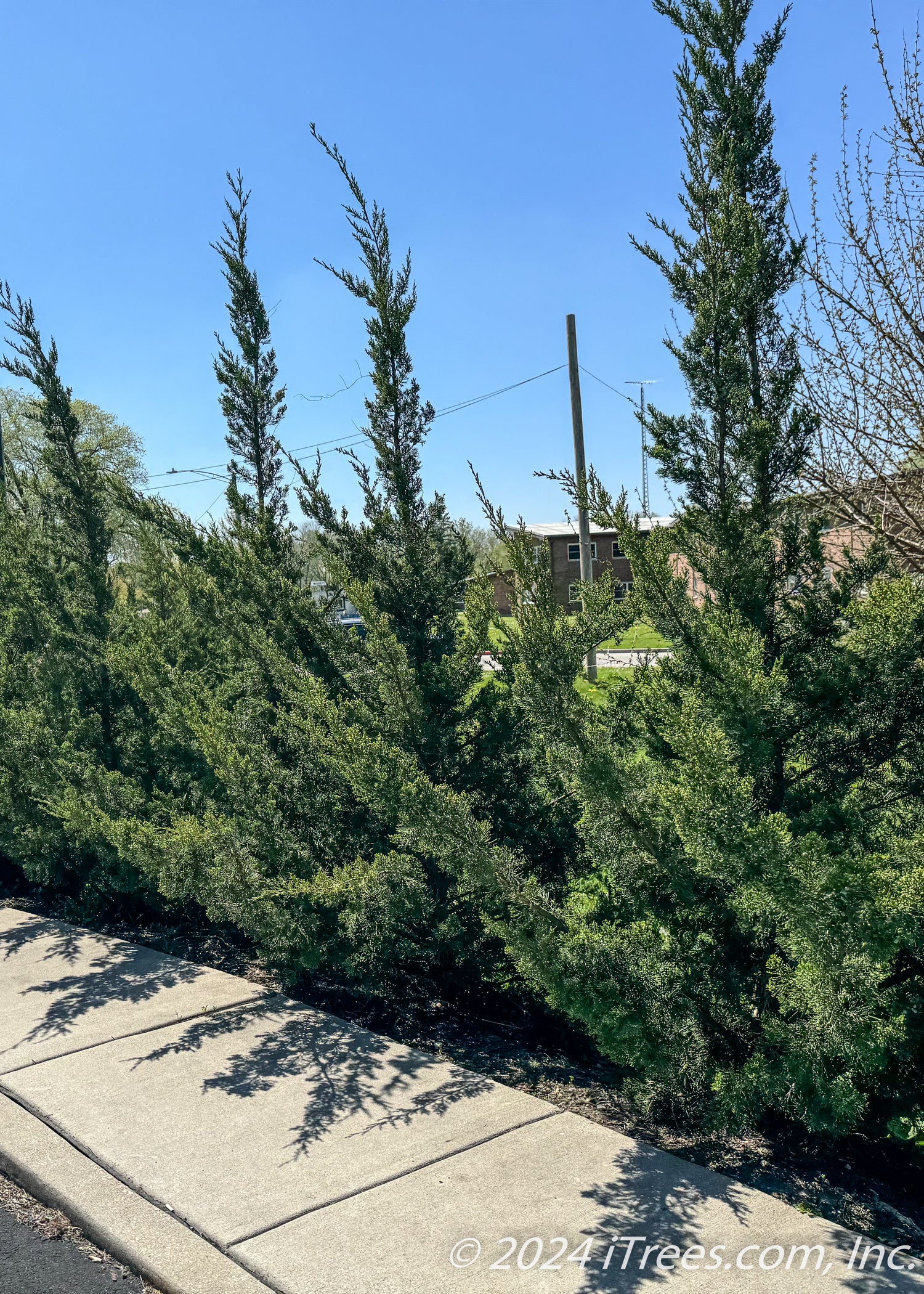 Fairview Juniper