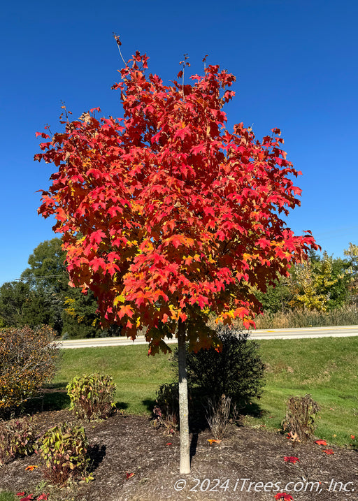 Fall Fiesta Sugar Maple with fiery red-orange fall color planted in a landscape bed.