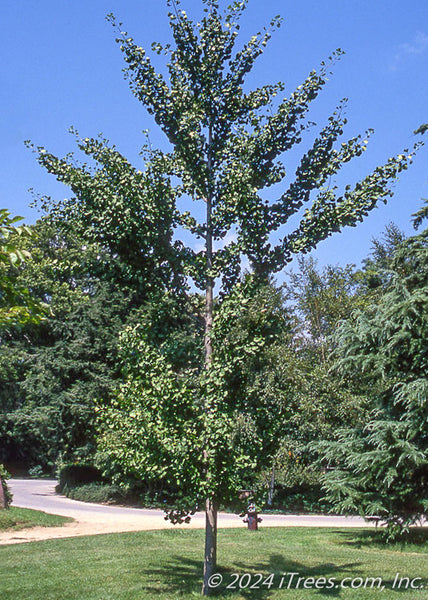Ginkgobiloba_AutumnGold_JFS-
