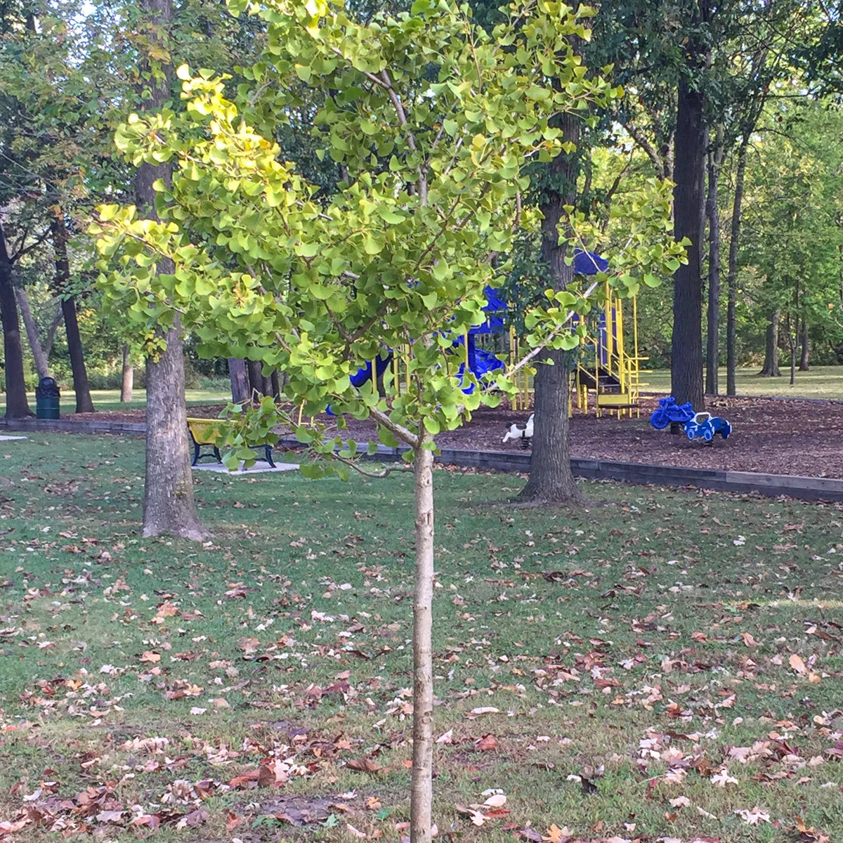 Windover Gold Ginkgo Tree | Delivery, Planting & 1-Year Warranty