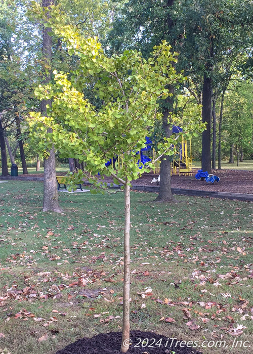 Windover Gold Ginkgo with green leaves newly planted at a local park.