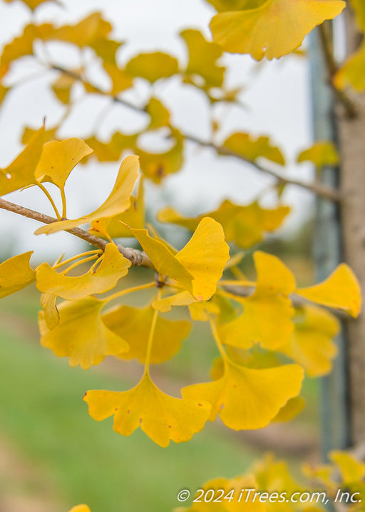 Closeup of yellow fan-like leaves.