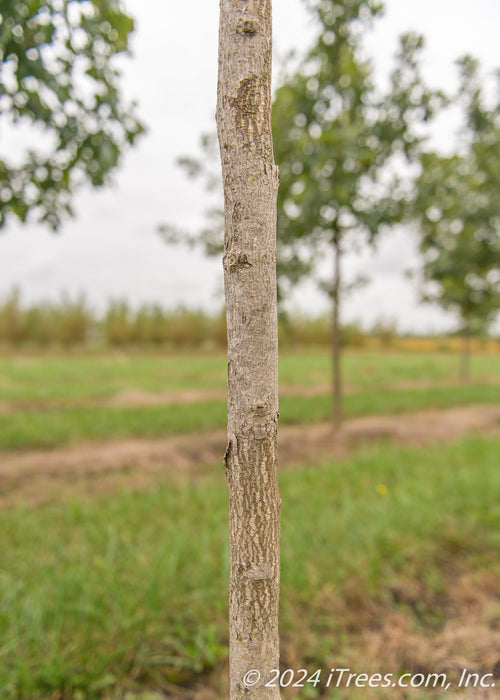 Closeup of a Windover Gold Ginkgo trunk at the nursery.