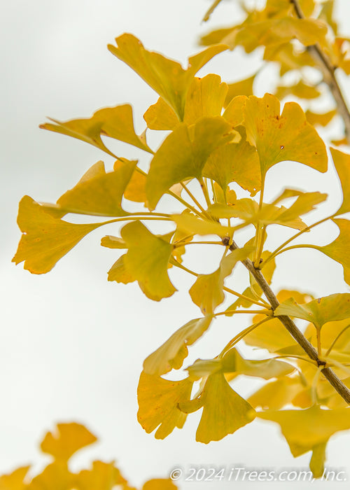 Closeup of the underside of yellow fall color.