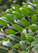 Closeup of small green leaves.