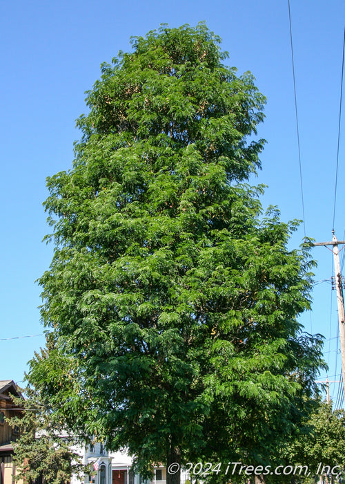 Street Keeper Honeylocust with an upright pyramidal form full of green leaves.
