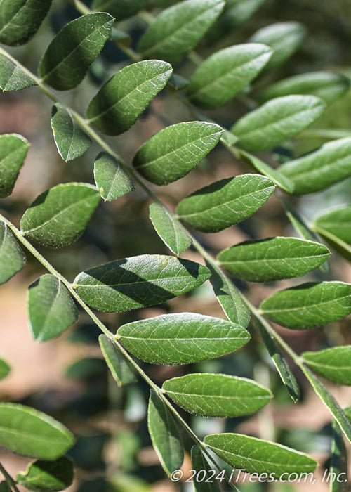 Closeup of small green leaves.