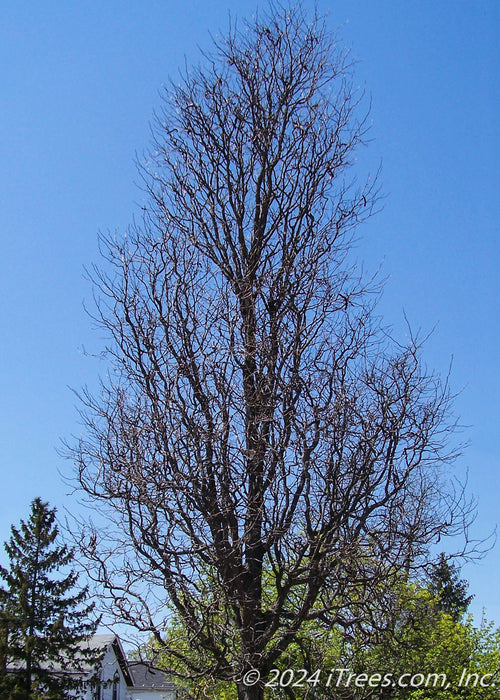 Street Keeper Honeylocust in winter showing upright branching.