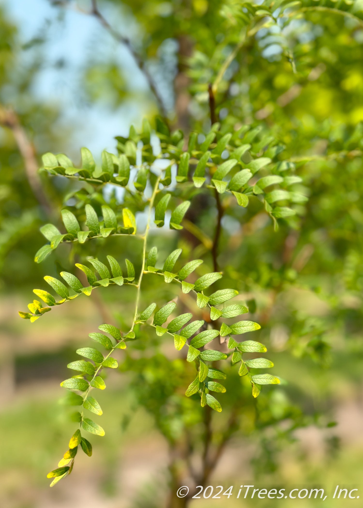 Northern Sentinel® Honeylocust