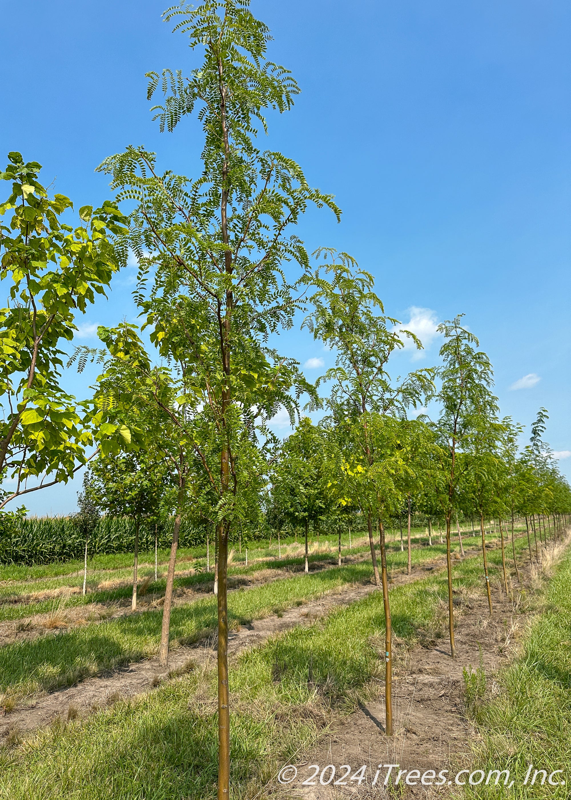 Northern Sentinel® Honeylocust