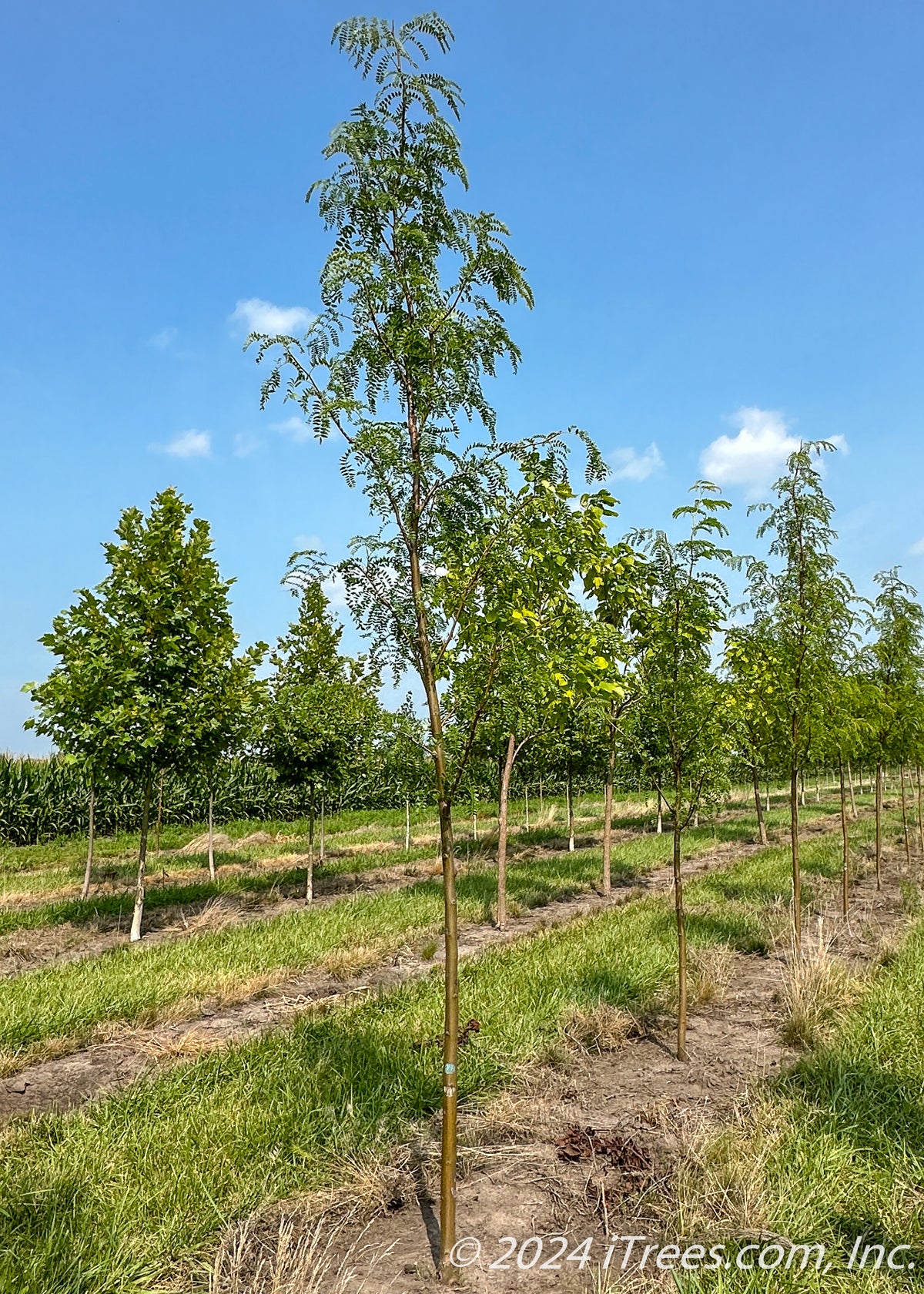 Northern Sentinel® Honeylocust