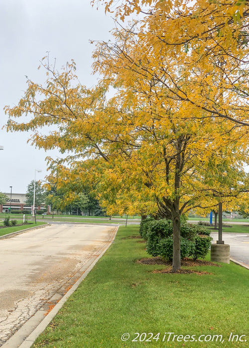 A row of Skyline Honeylocusts with yellow fall color planted in a center island of a subdivision.