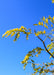 View looking up at yellow fall foliage.