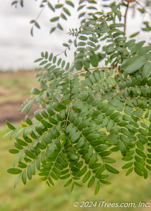 Closeup of green leaves.