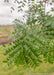 Closeup of green leaves.