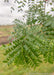 Closeup of green leaves.