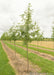 Skyline Honeylocust with green leaves growing in a nursery row.