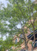 View looking up at the tree's green canopy.