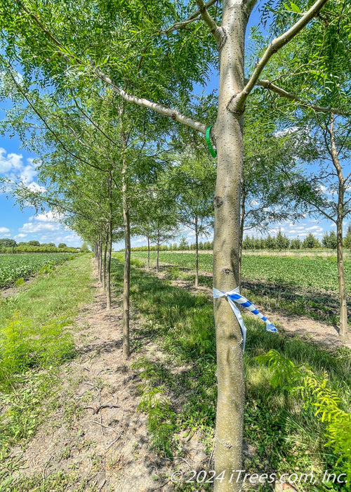 Closeup of a row of tree trunks at the nursery.