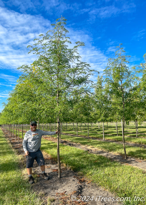 Skyline Honeylocust at the nursery with green leaves their head is under the lowest branch.