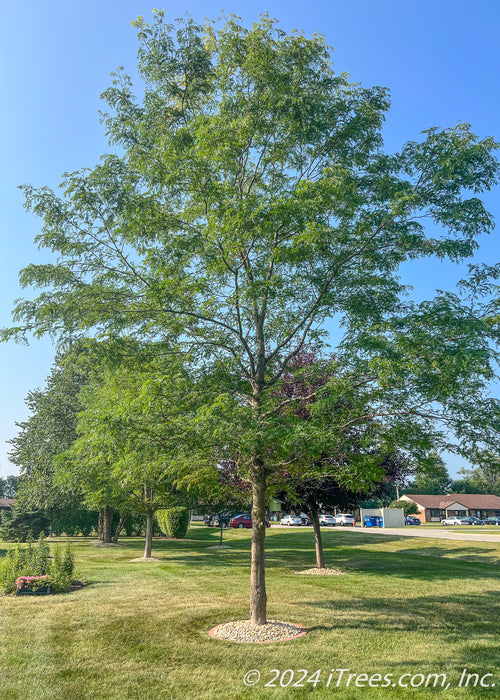 Skyline Honeylocust planted in a side yard with green leaves.