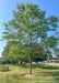 Skyline Honeylocust planted in a side yard with green leaves.