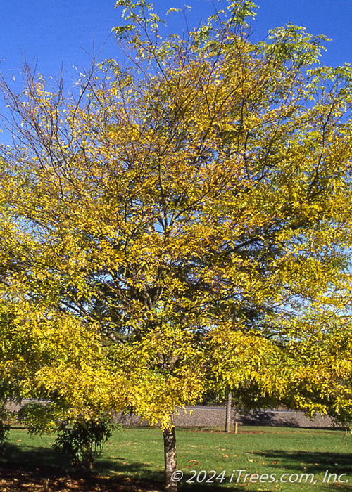Halka Honeylocust with bright yellow fall color.