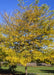 Halka Honeylocust with bright yellow fall color.