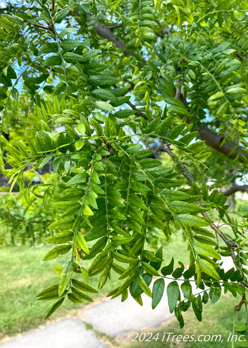 Closeup of green leaves.