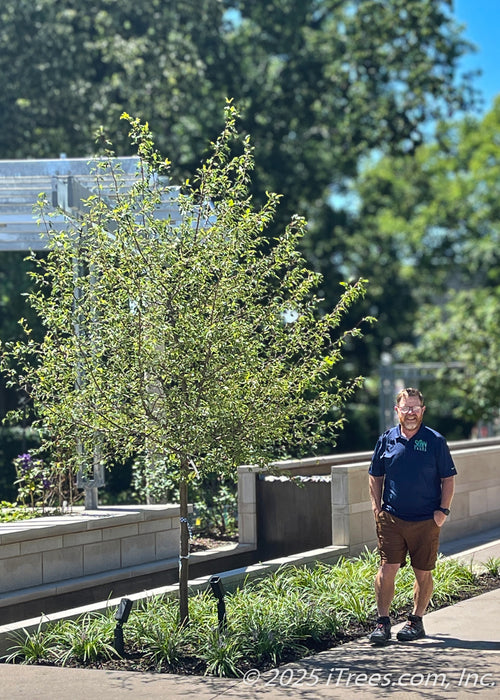 A newly planted Golden Raindrops Crabapple at Chicago Botanic Garden, with newly emerging small green leaves, with Jamie from SGN Trees standing nearby. 