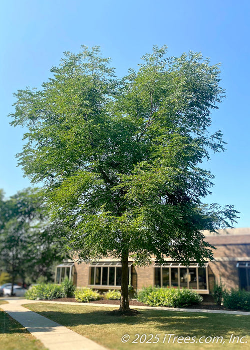A mature Kentucky Coffee Tree growing outside of a building between two pathways, seen with upright arching branches and green leaves. 