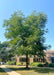 A mature Kentucky Coffee Tree growing outside of a building between two pathways, seen with upright arching branches and green leaves. 