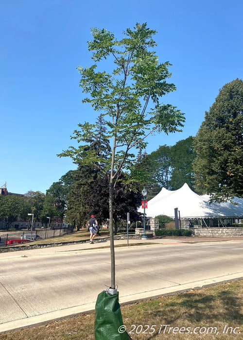 A newly planted Kentucky Coffee Tree grows on a parkway on a college campus, seen with green leaves.
