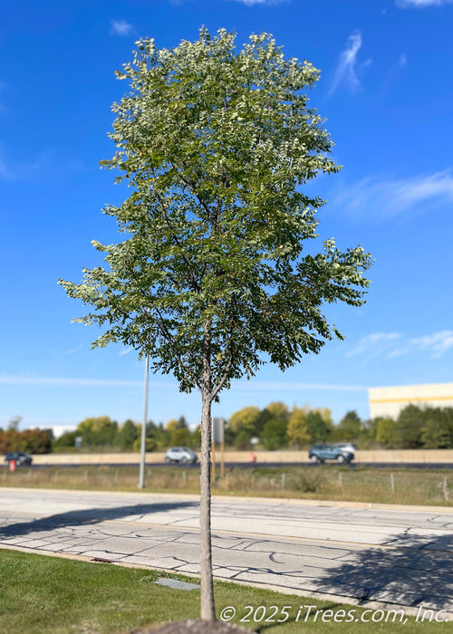 A young Espresso Kentucky Coffee Tree grows in a parking lot island, seen with green leaves, and a rugged trunk, against a bright blue sky.